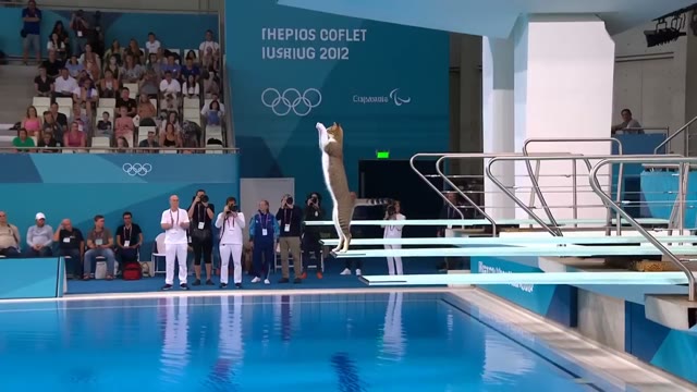Cat Olympics Diving