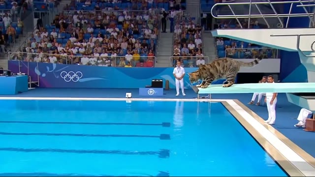 Dog Agility Course