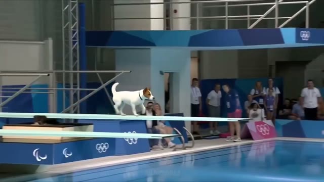 Animal Olympics generator demo