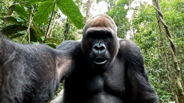 Gorilla selfie