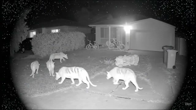 Tasmanian Tigers in Suburban Night - Infrared Surveillance
